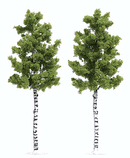 Busch | Deciduous Tree | HO Scale