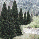 Woodland Scenics / Evergreen Tree Value Pack - Ready Made Trees(TM)