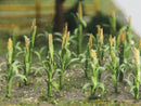 JTT Scenery / Corn Stalks - 1" Tall (30/Pk)